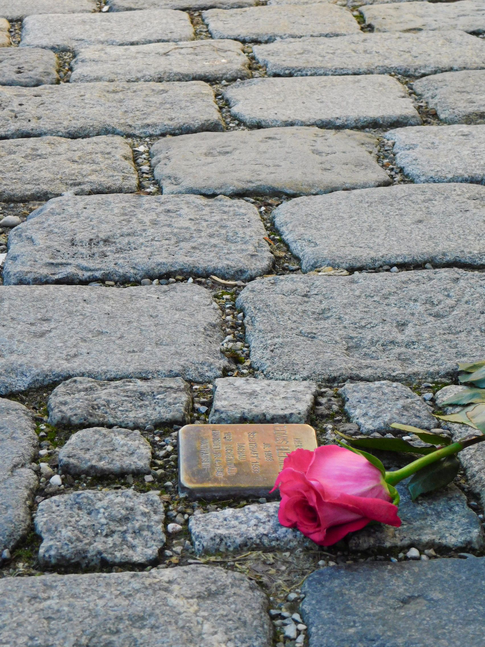 Stumble Stone with rose in Dachau, Photo: City of Dachau
