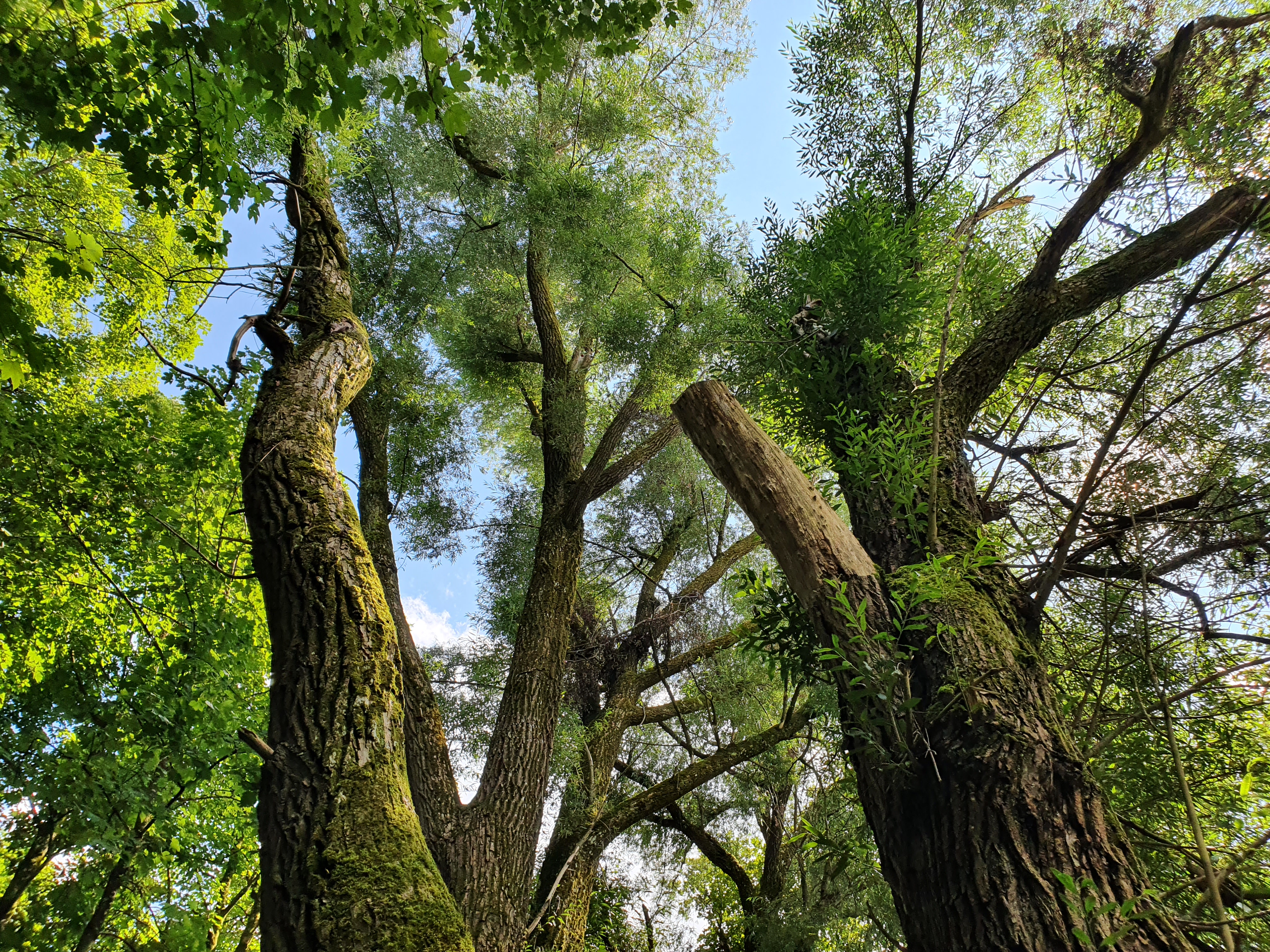 Bäume im Auwald der Amper, von unten fotografiert.