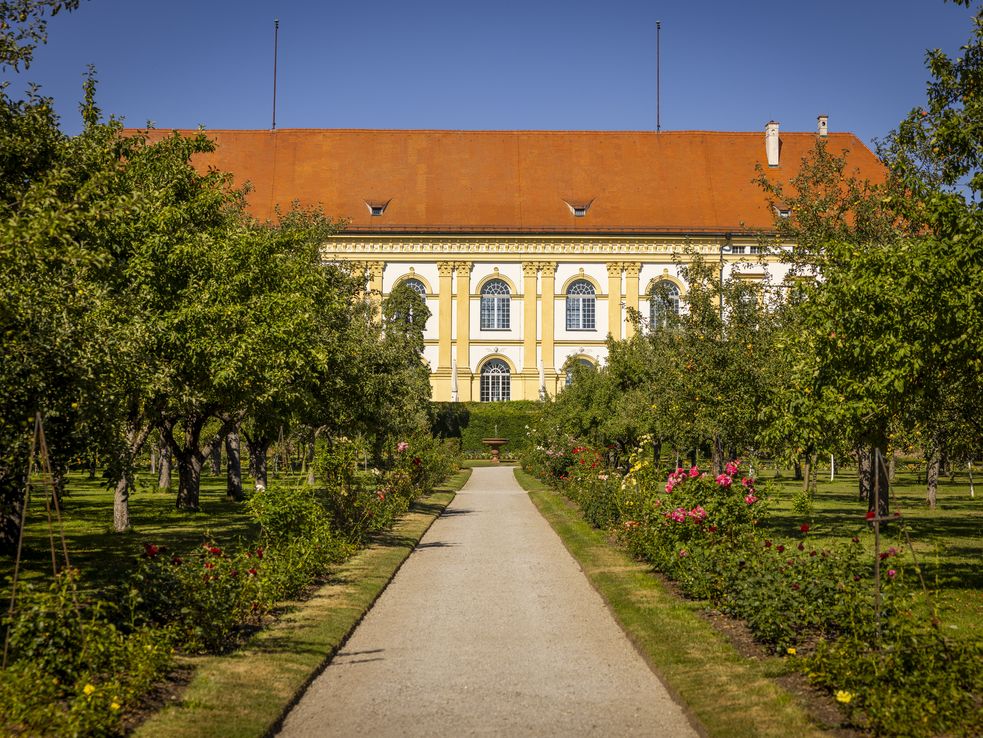 Schloss Dachau vom Hofgarten aus gesehen, zentral ein gekiester Weg, links und rechts gesäumt von Apfelbäumen