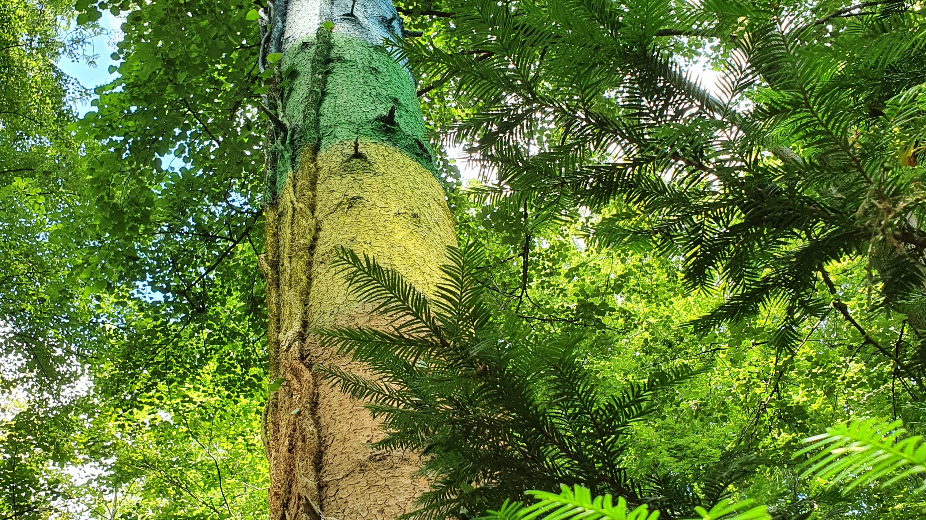 Fotografie eines Baumes der in Regenbogenfarben angemalt ist