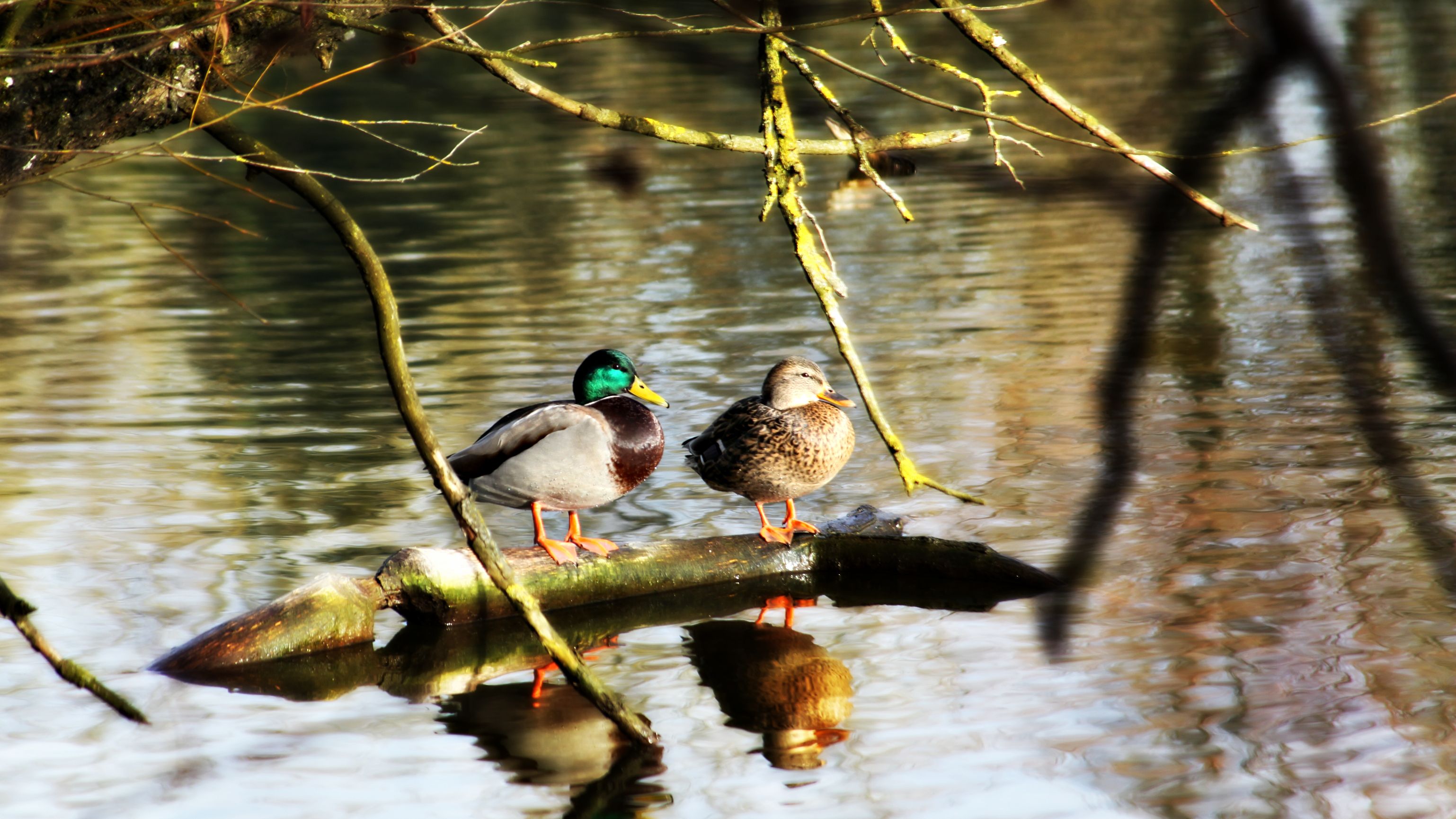 Enten auf Ast, der in der Amper treibt