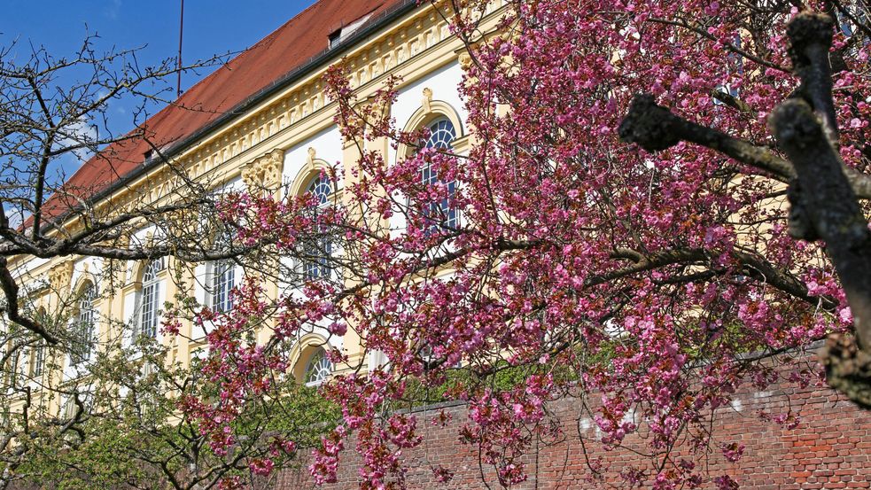 blühender rosa Flieder vor den Schloßfenstern