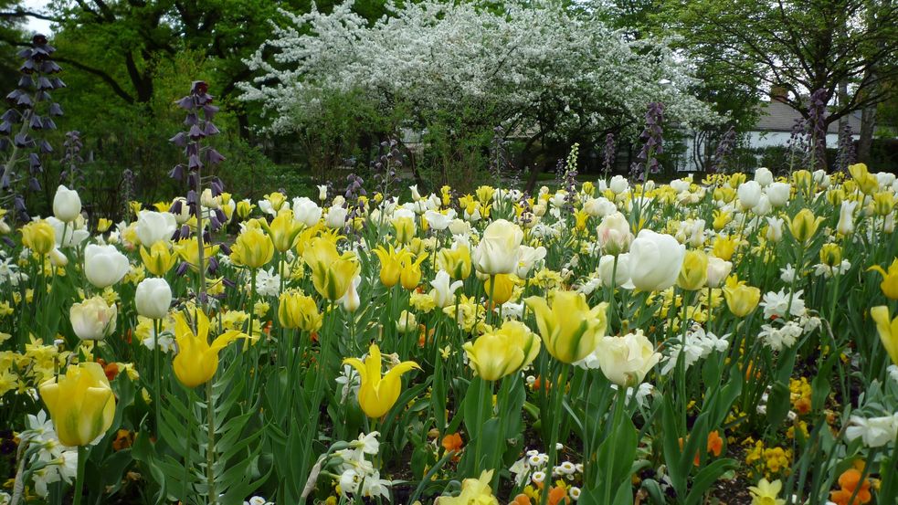 blühende Frühjahrsblumen