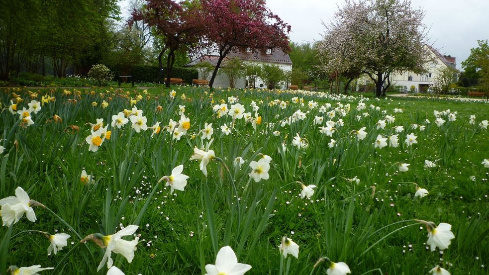 Wiese mit Narzissen