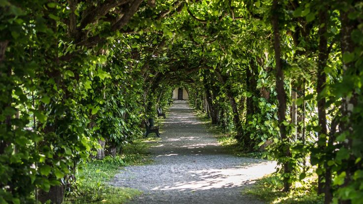 Ein Kiesweg führt durch einen sehr schattigen Laubengang aus alten Linden.