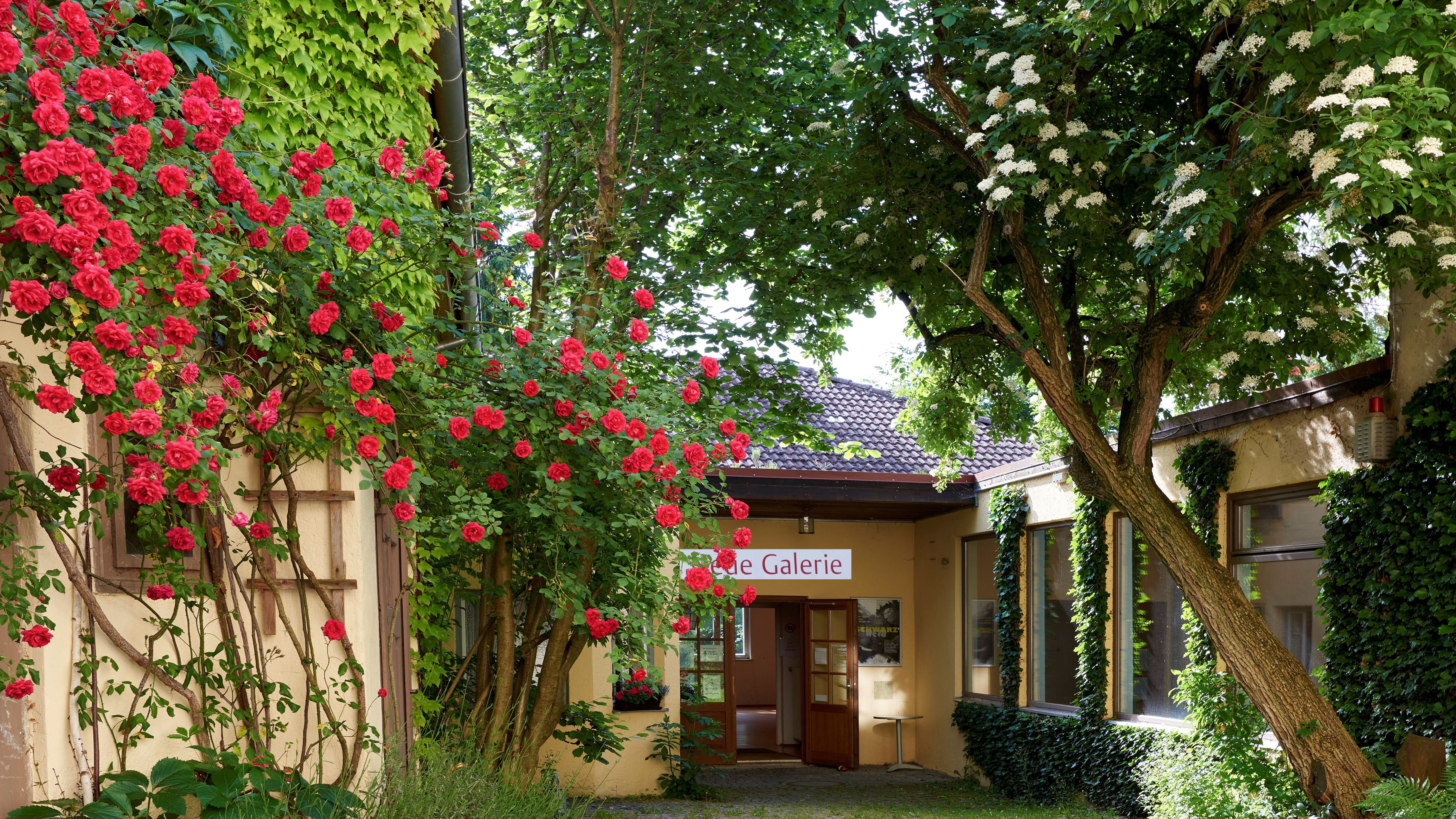 View of the inner courtyard of Neue Galerie (galery of contemporary art), enclosed by yellow walls with red rambler roses on the left and elderberry in bloom on the right, the door to the gallery in the rear is open. Photo, Zweckverband Dachauer Galerien und Museen, Jürgen Hartmann Dachau