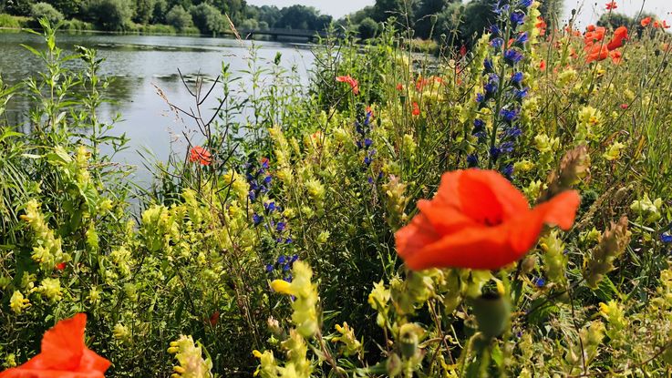 Buntes Blütenmeer an der Amper