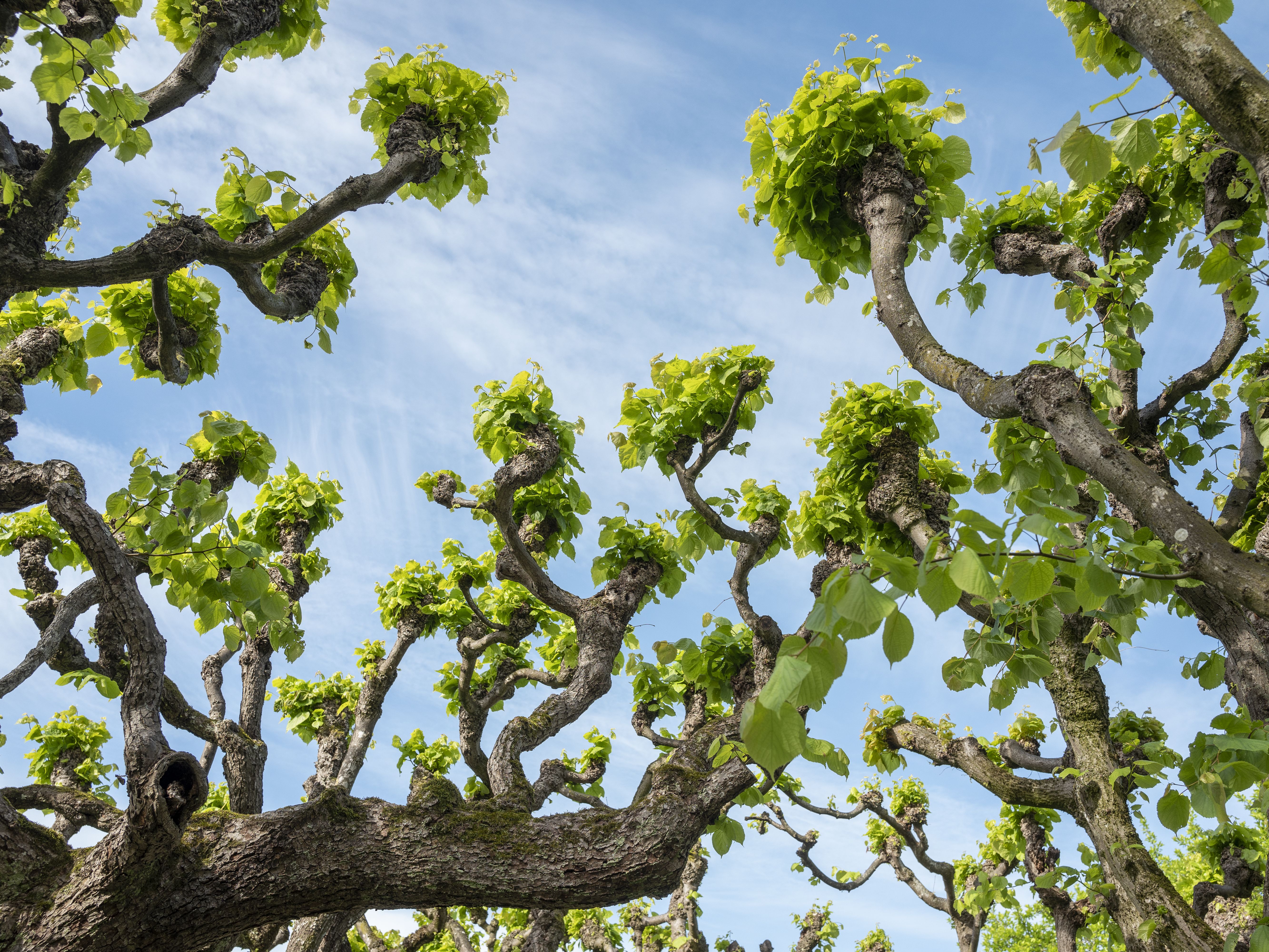 View of the sky through the tops of the lime tree arbour at Dachau palace garden in early summer.