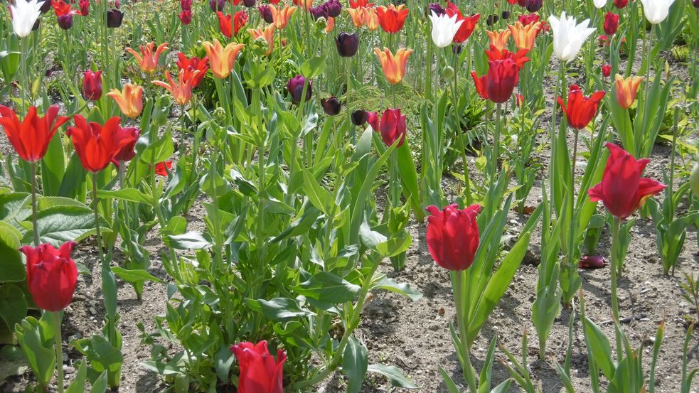 blühende Tulpen