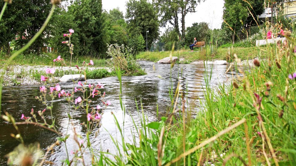 Photo at the water of the Amper river in Dachau with green plants in the foreground. City of Dachau