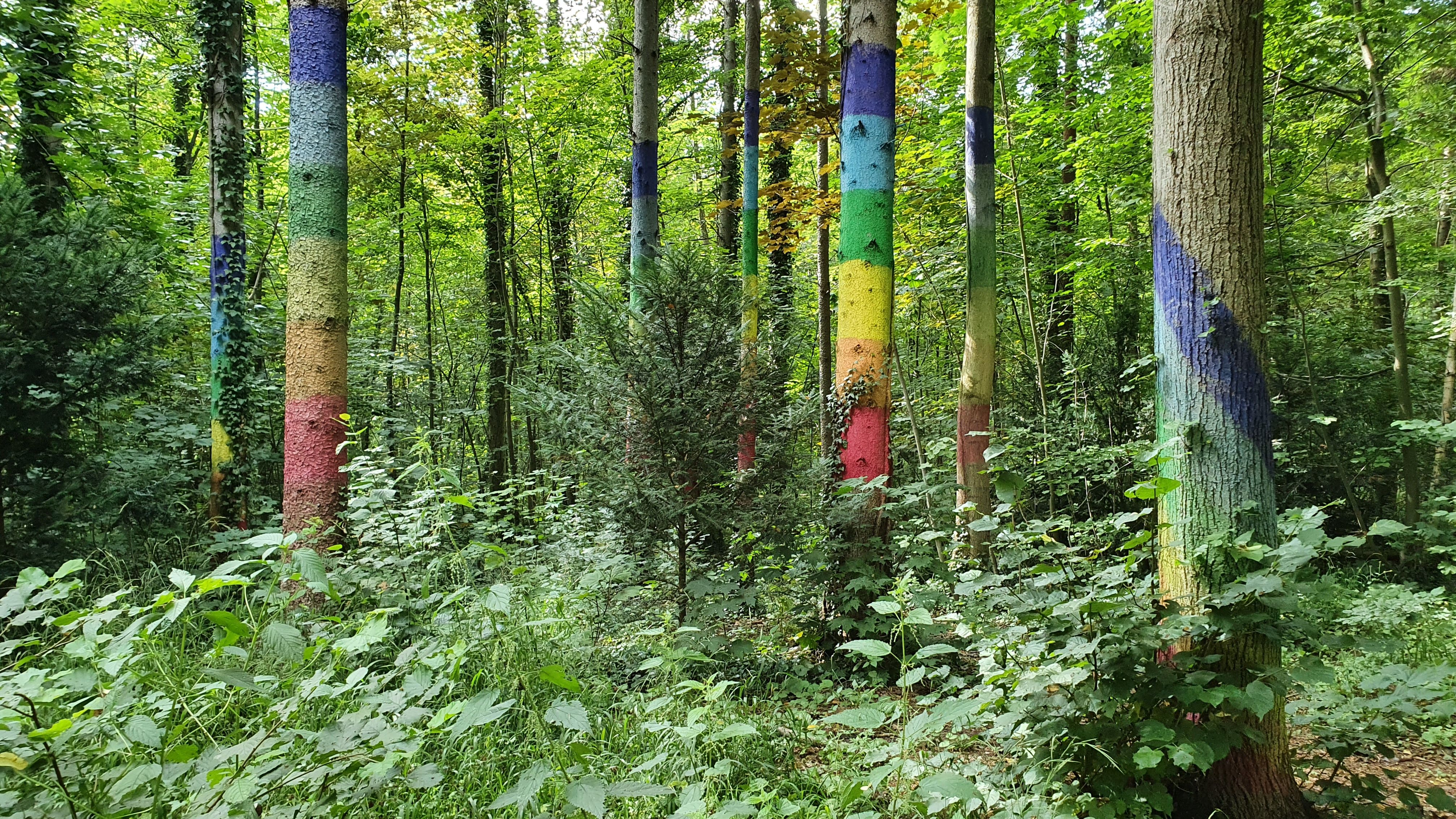 Regenbogenfarben bemalte Bäume im Wald