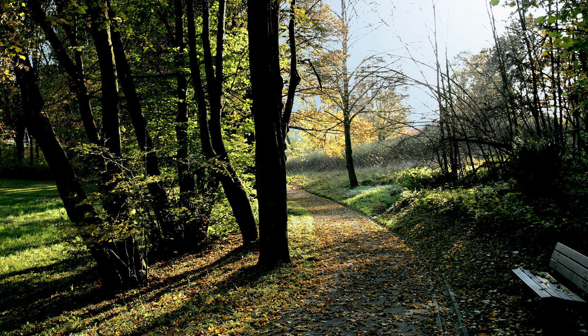 park with trees