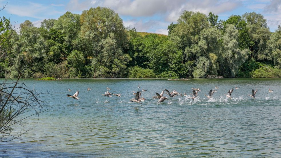 Blick auf einen Fluss mit schwimmenden Enten