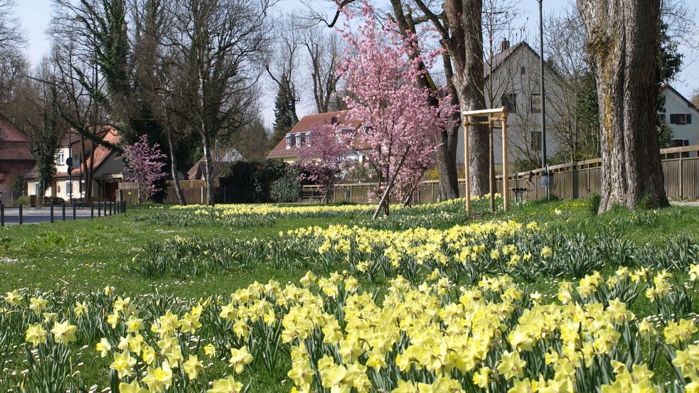 Wiese mit blühenden Narzissen