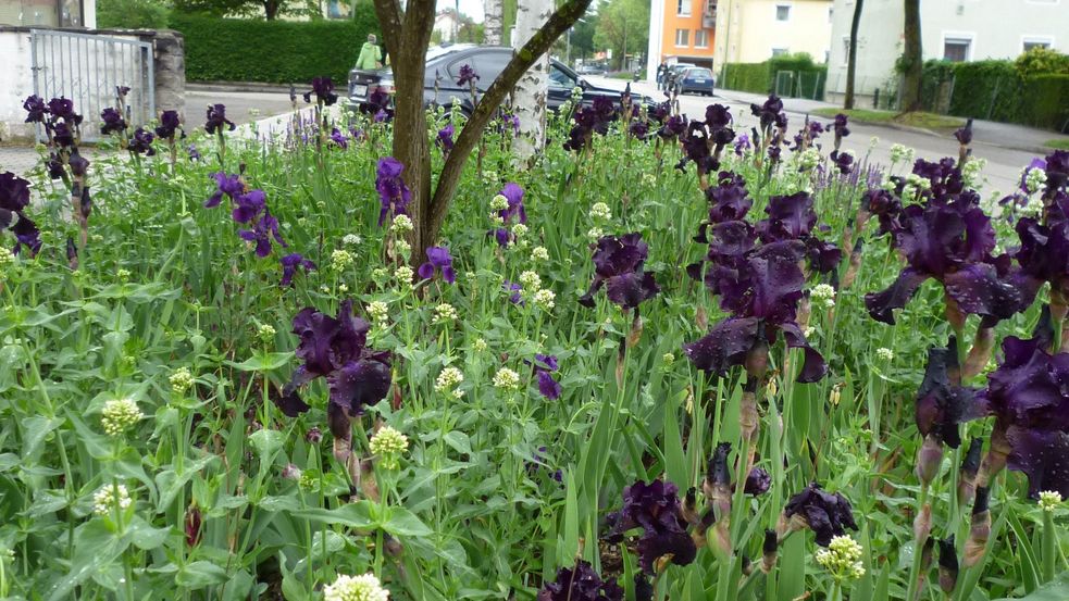 blühende Pflanzen mit Straße im Hintergrud