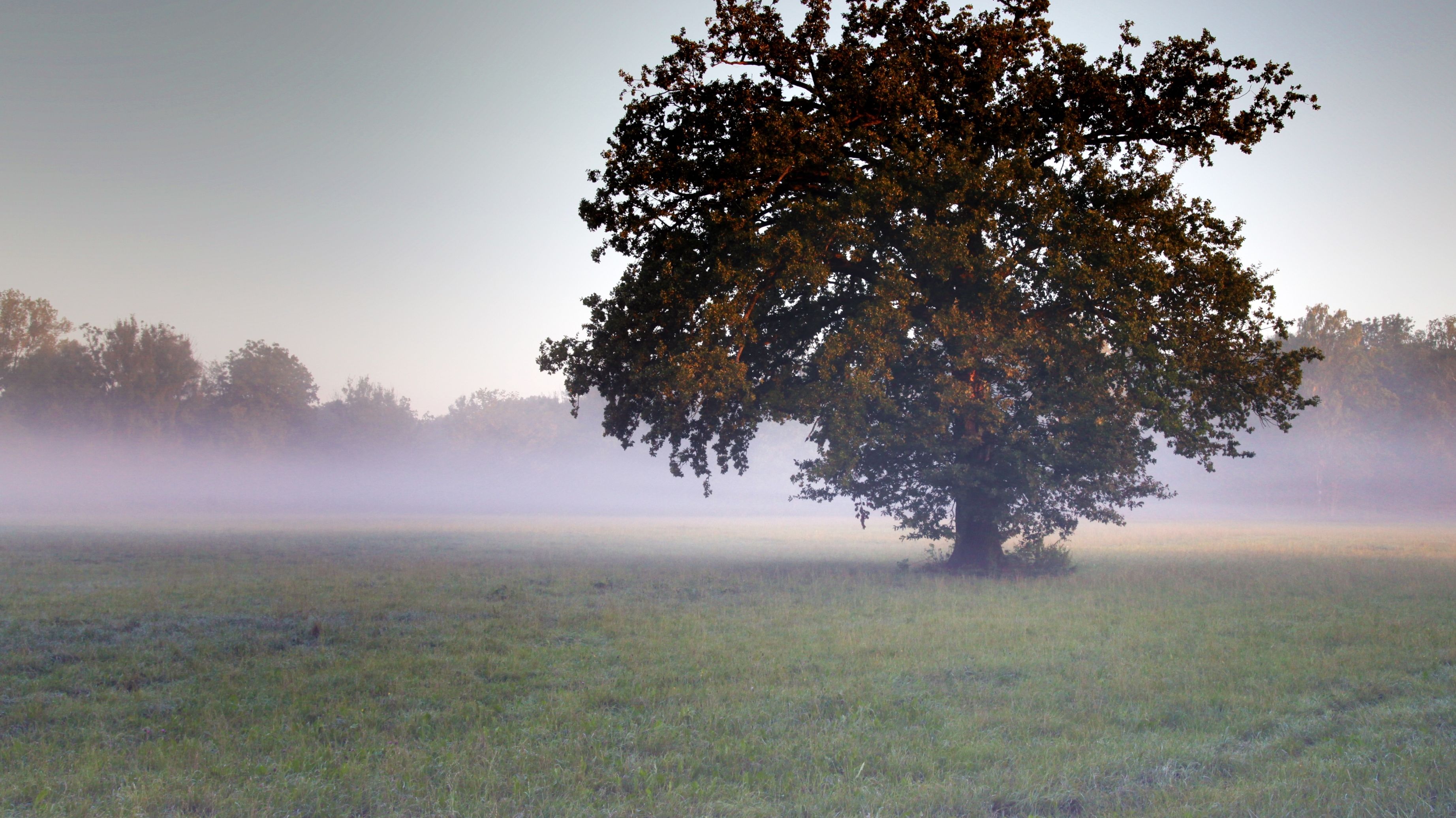 Herbstliche Aufnahme im Dachauer Moos, ein Baum steht auf einer Wiese im Nebel