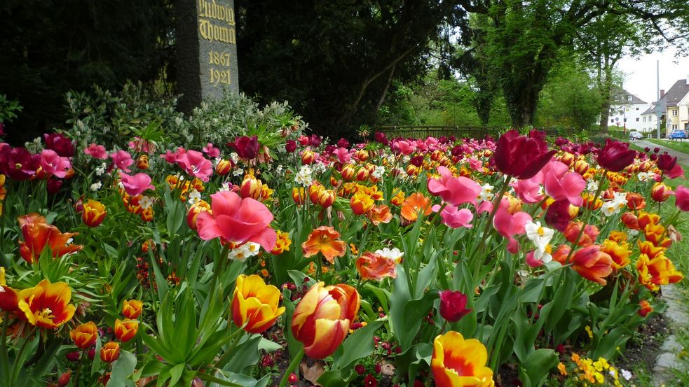 blühende Frühjahrsblumen