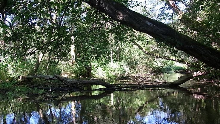 Amper river near Dachau, banks overgrown with forrest and a large tree leaning over the water