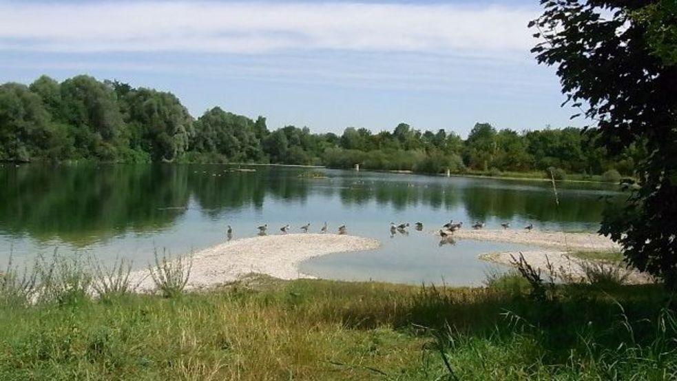 Gänse am Dachauer Stadtweiher