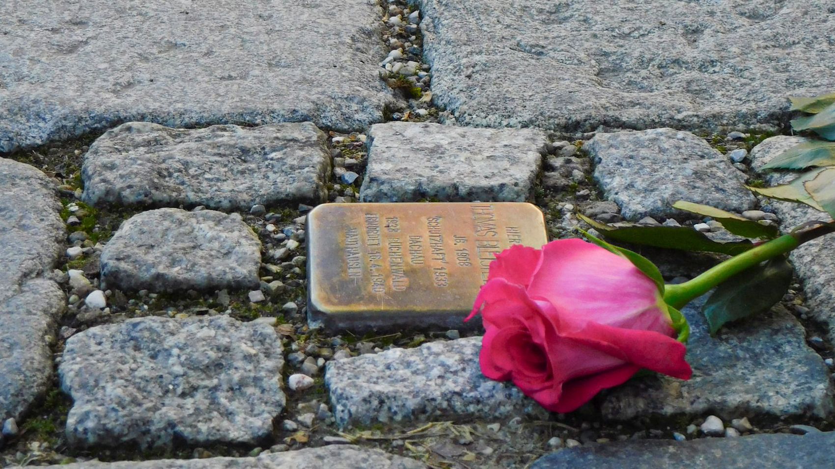 Kopfsteinpflaster mit Stolperstein in Dachau mit Rose