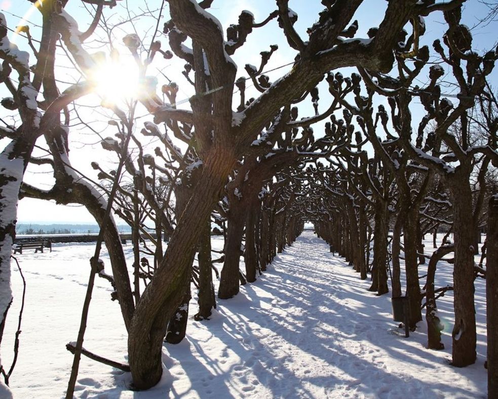 Der Barocke Lindenlaubengang im Dachauer Hofgarten im Winter, es liegt Schnee und die Sonne scheint