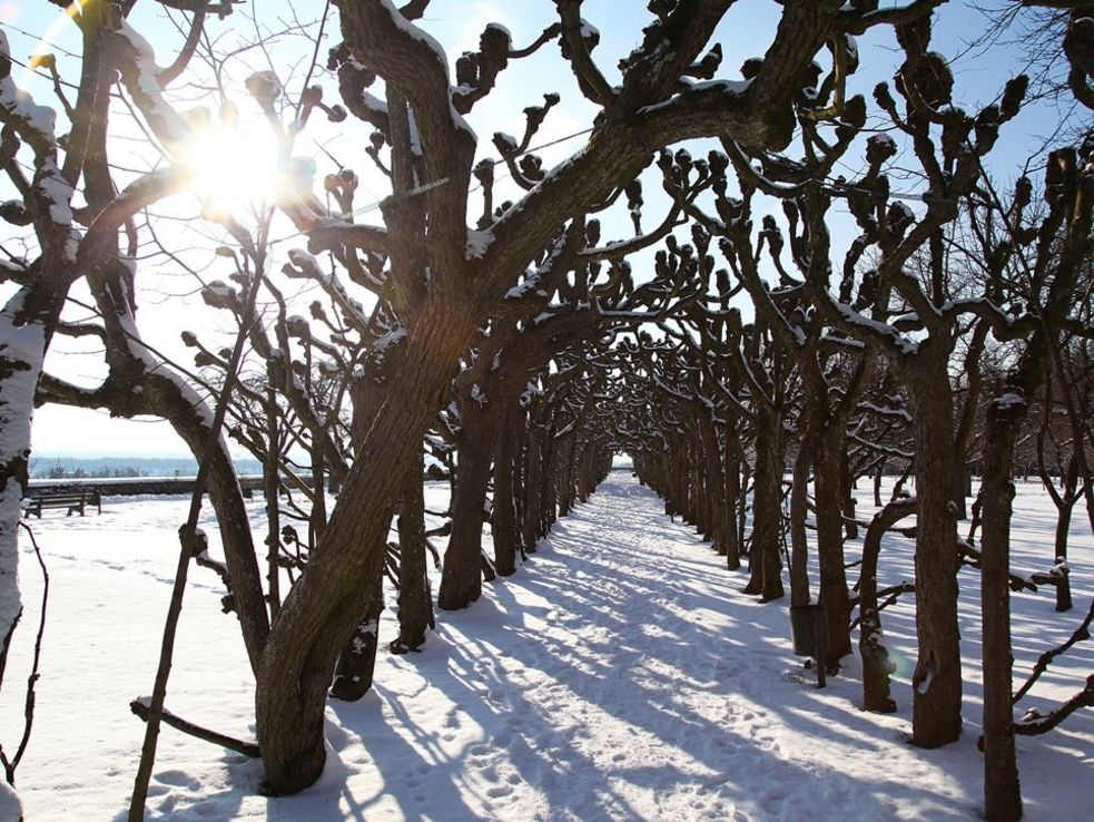 Der Barocke Lindenlaubengang im Dachauer Hofgarten im Winter, es liegt Schnee und die Sonne scheint