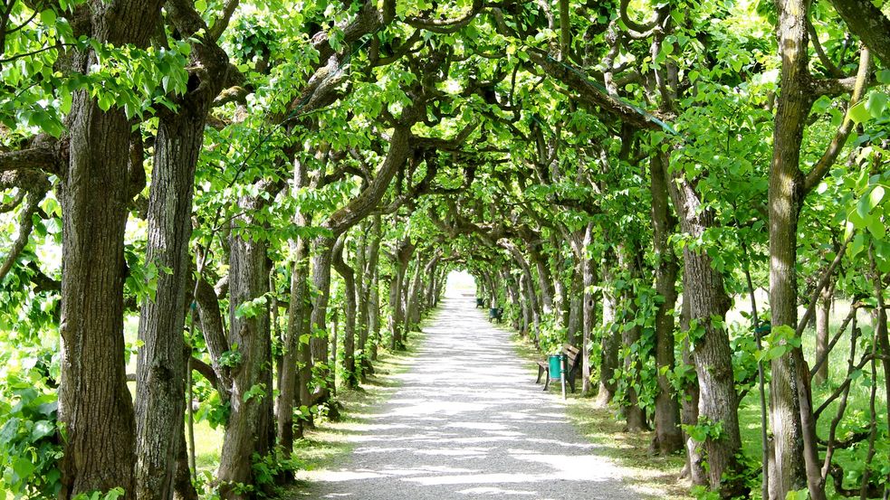 baroque arbor of lindens in summer