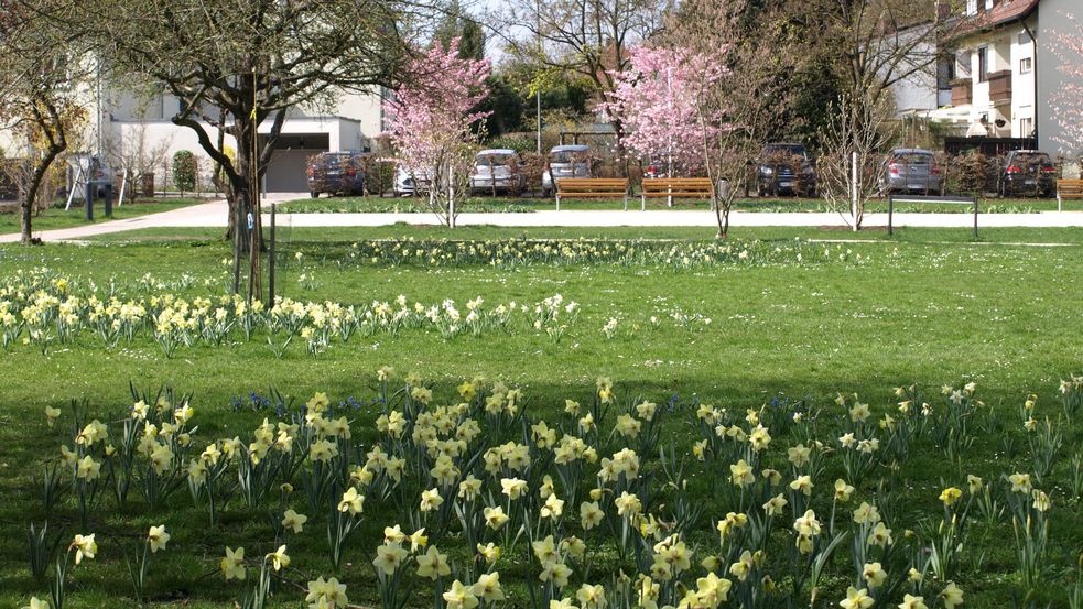 Wiese mit blühenden Narzissen