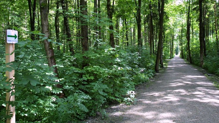 Grauer Schotterweg durch den Dachauer Stadtwald, links und rechts davon grüne und braune Bäume