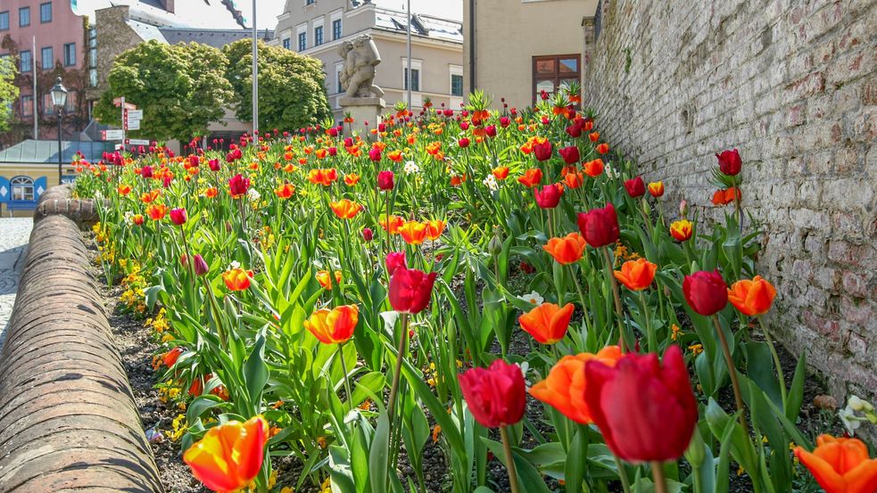 Beet mit roten Tulpen vor einer Hausmauer