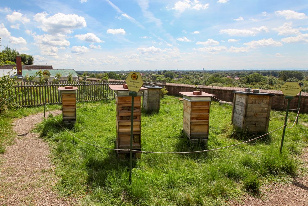 Mehrere Bienenstöcke auf einer Wiese eingezäunt und beschildert