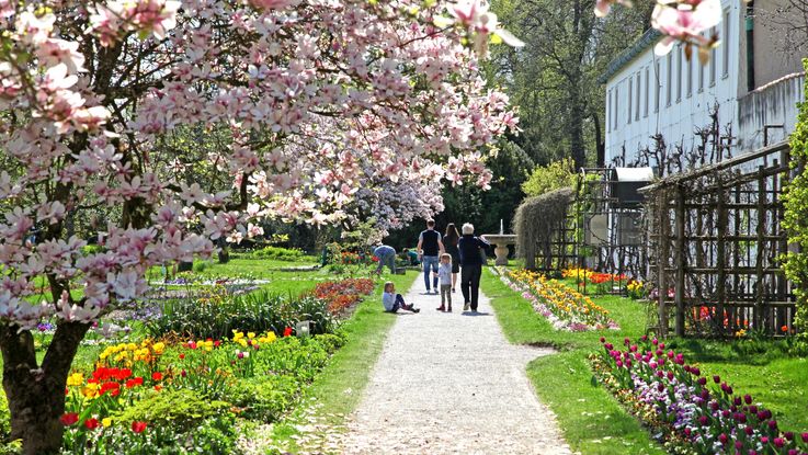 Foto des Dachauer Hofgartens im Frühling, einige Personen schlendern über den gekiesten Weg. Links im Bild ein blühender Baum.