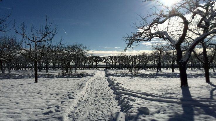Der Hofgarten am Schloss Dachau im Winter, es liegt Schnee, die Sonne scheint, Apfelbäume und der Lindenlaubengang bilden einen starken Kontrast zum weißen Schnee