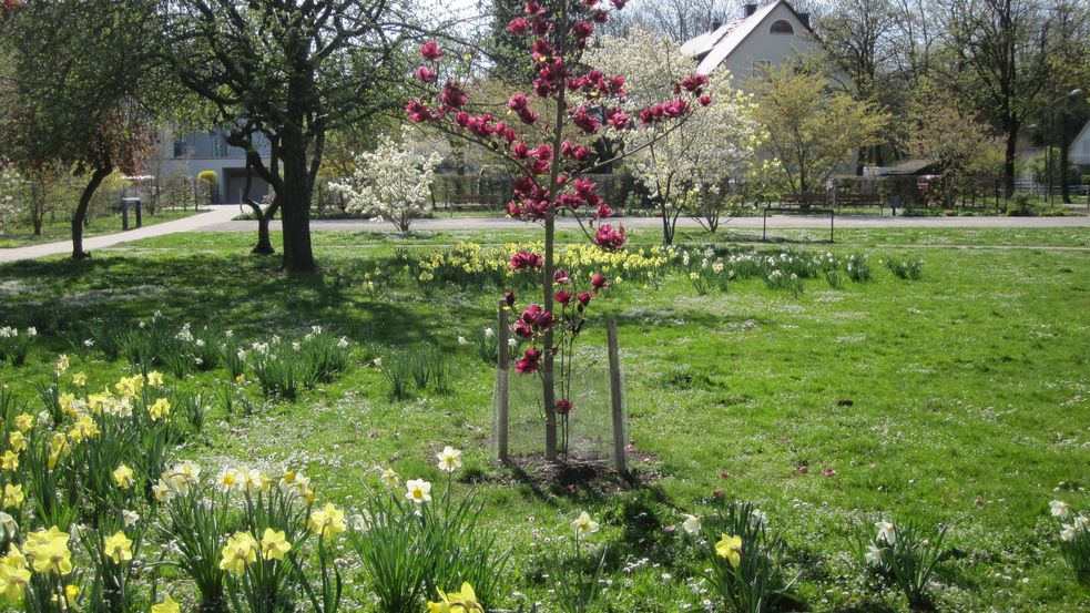blühende Frühlingsblumen und Bäume