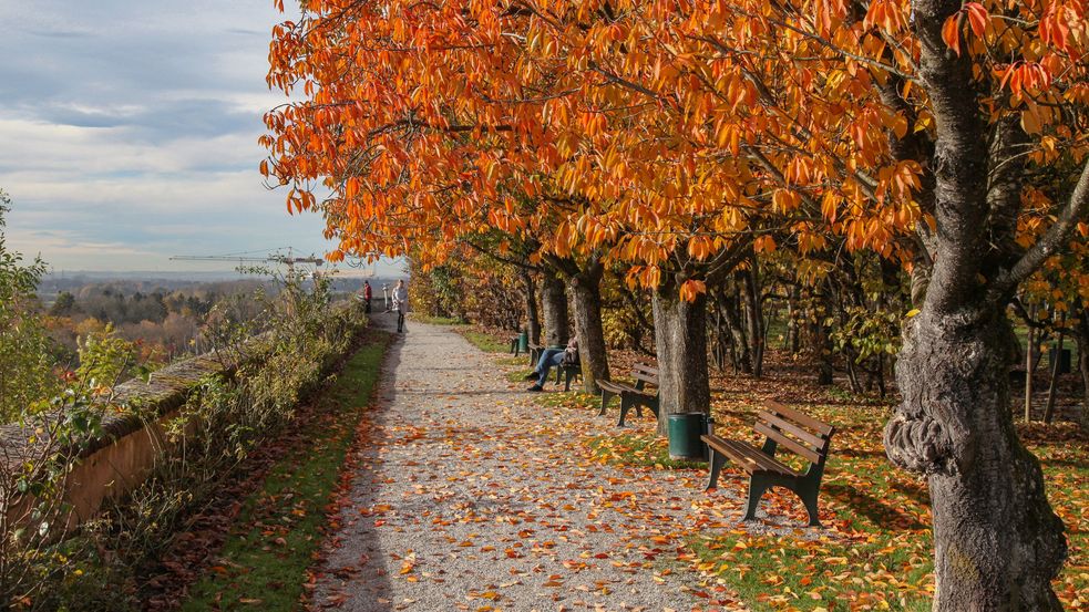 Bäume mit Herbstlaub an einem Feldweg