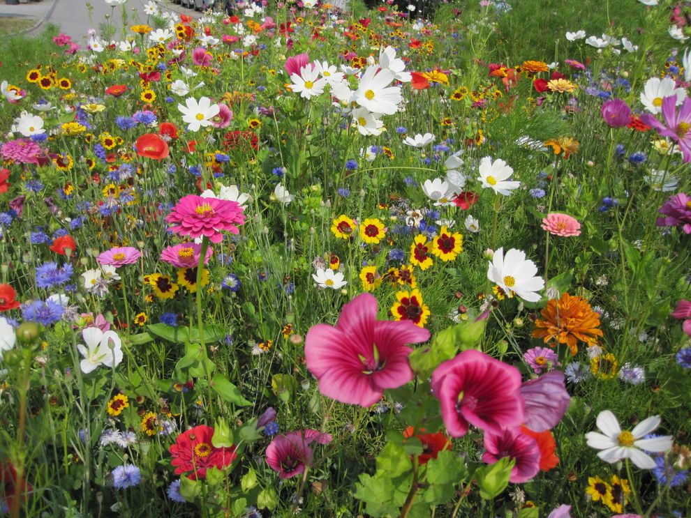 Wildblumen in der Stadt Dachau