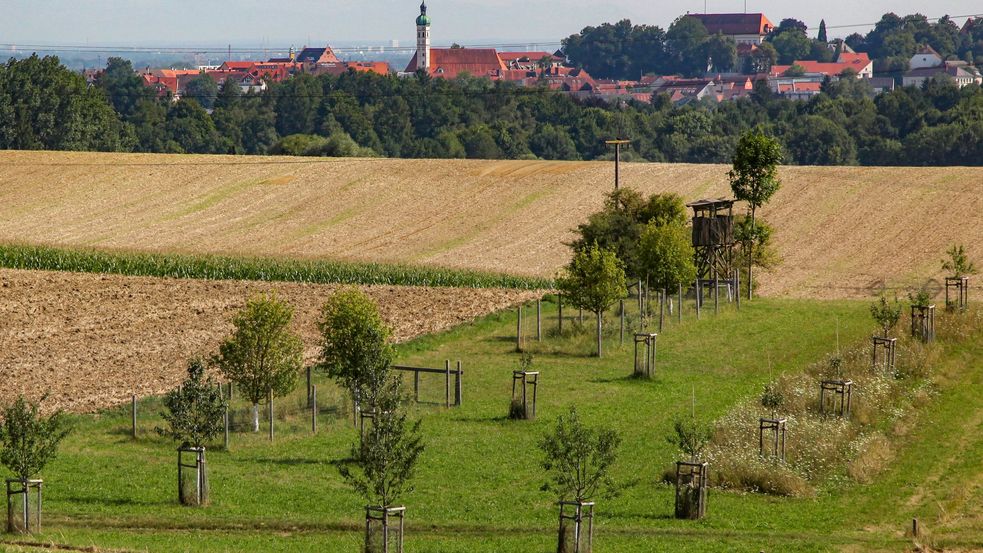 Getreideacker und Bäume vor der Stadt