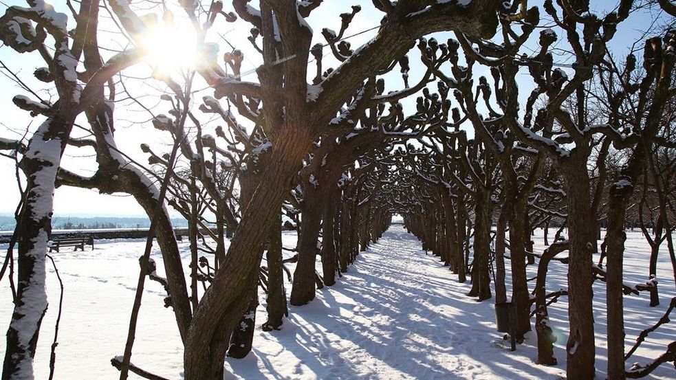 Arbour of Lindentrees in the Dachauer Hofgarten in winter, a sunny day