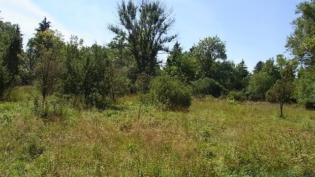 Gündinger Wacholderheide, auf dem Harreis