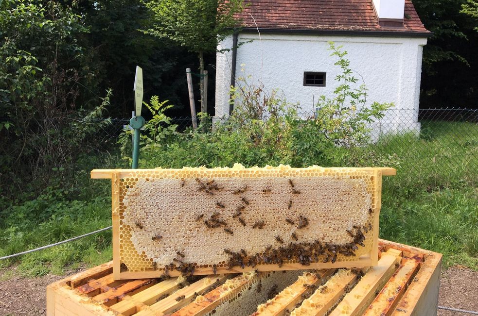 Wabenrahmen aus einem Bienenstock auf dem Bienenlehrpfad im Hofgarten des Dachauer Schloss