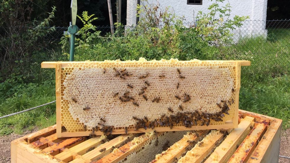 [Translate to English:] Wax frame of bee hive on the bee educational trail at palace gardens in Dachau.