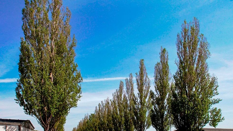 Photo of former tree lined camp road at Concentration Camp Memorial Site Dachau, with blue skies overhead. Photo: City of Dachau