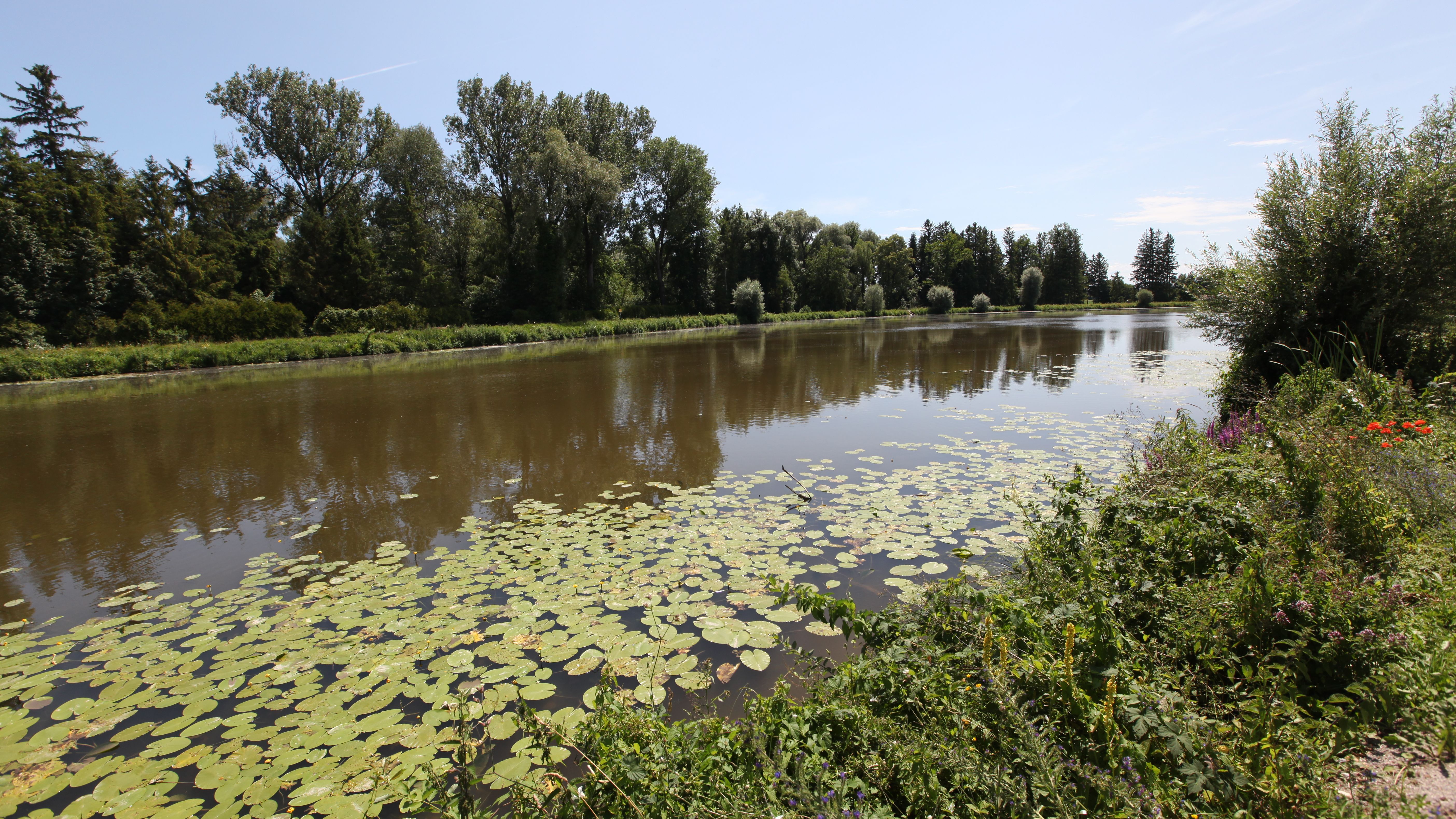 Fluss Amper, beide Uferseiten sichtbar, viele Blumen