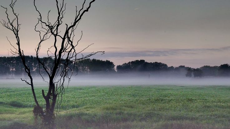 Dachauer Moos in autumn, fog over moss landscape, sparse tree in foreground