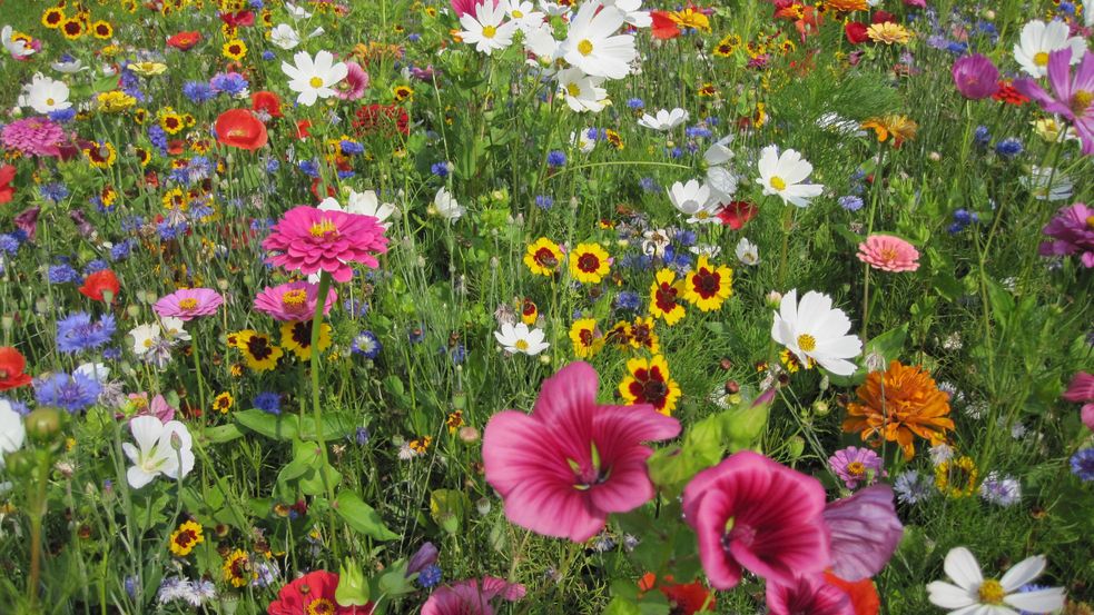 blühende Sommerblumen