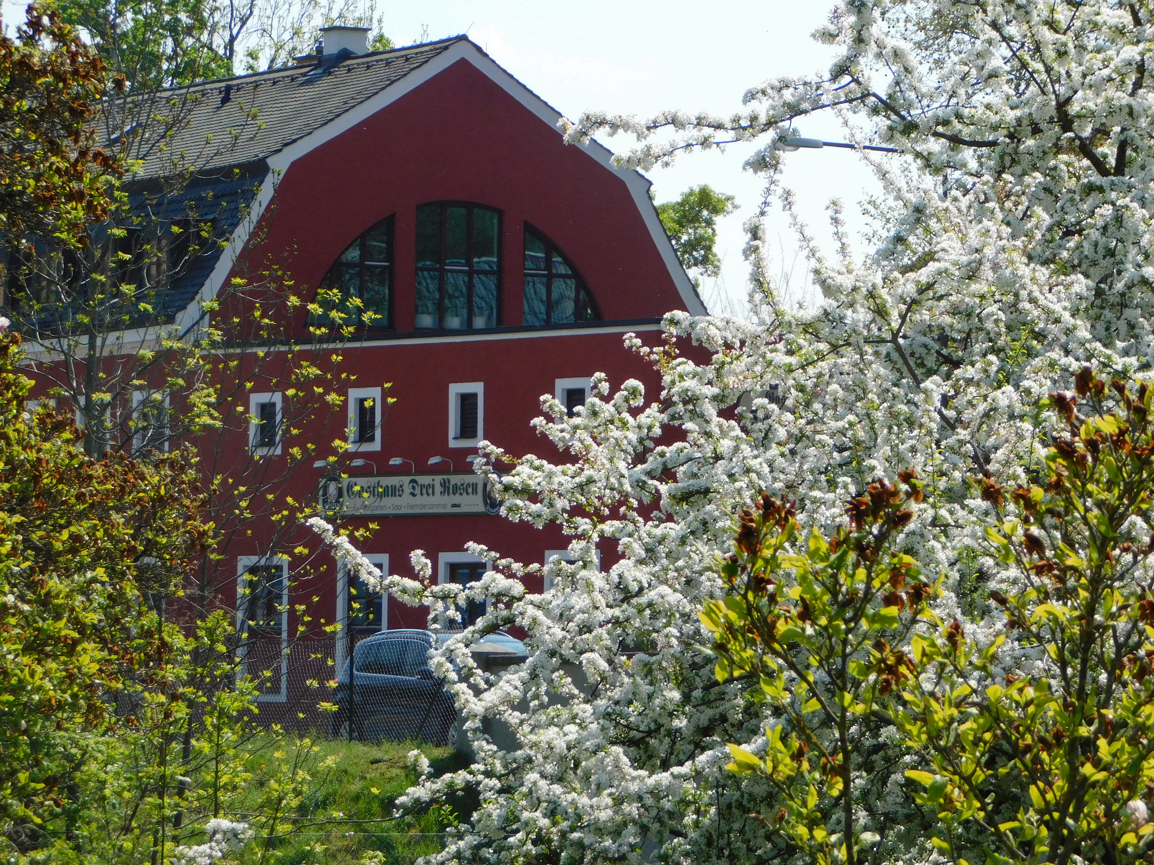 Foto eines roten Hauses hinter Büchen, die weiß blühen. Das Haus ist das Gasthaus Drei Rosen in Dachau.