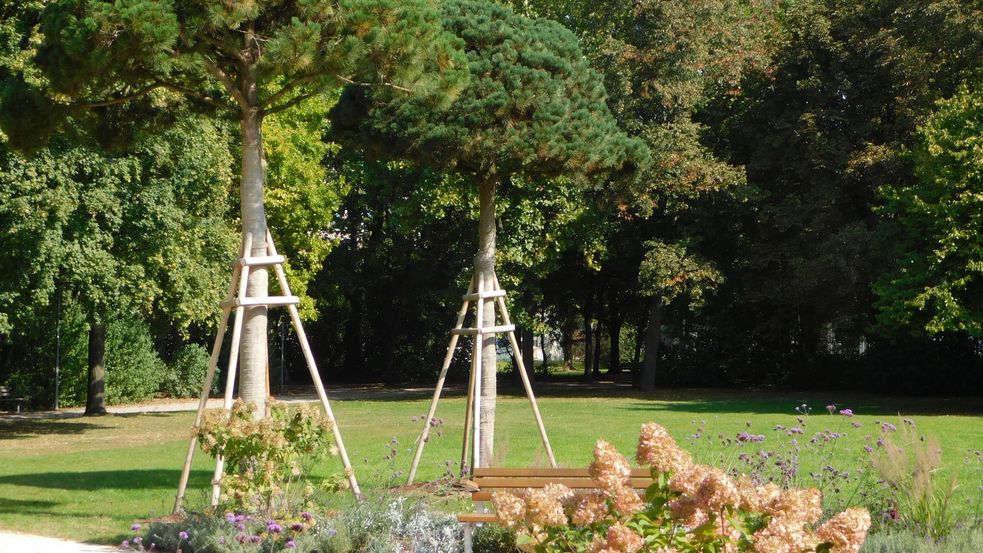 Fotografie des Fondi-Parks in Dachau, im Bild zwei noch junge mediterrane Bäume, davor blühende Sträucher